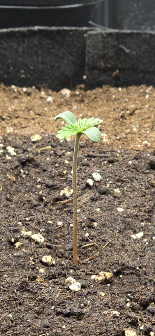 🔥3 Strains Chaos - Anesia Seeds grow. Week 1 - Imperium X Auto Day 2