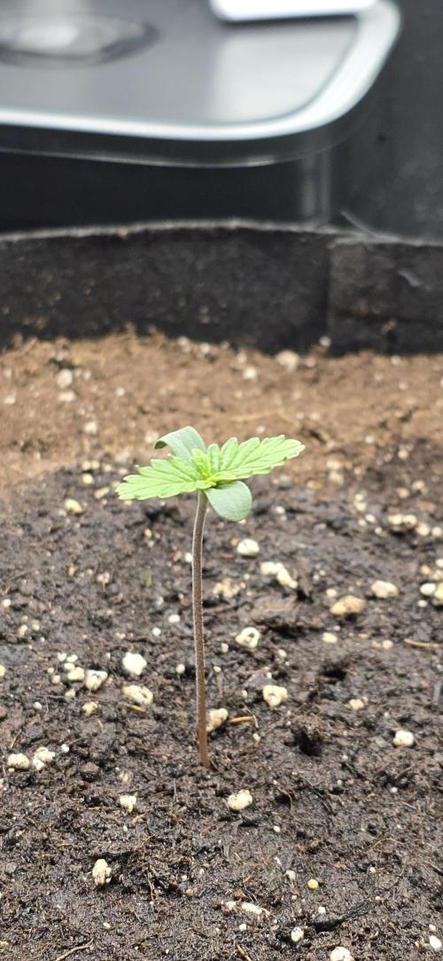 🔥3 Strains Chaos - Anesia Seeds grow. Week 1 - Imperium X Auto Day 3