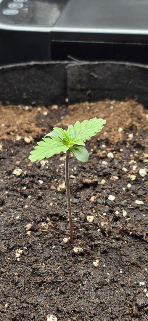 🔥3 Strains Chaos - Anesia Seeds grow. Week 1 - Imperium X Auto Day 4