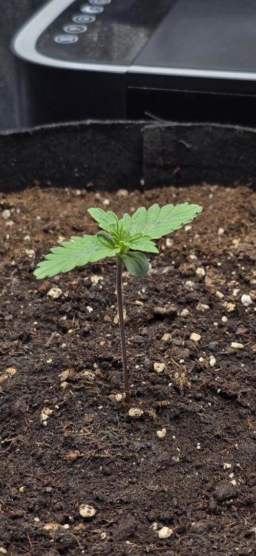 🔥3 Strains Chaos - Anesia Seeds grow. Week 1 - Imperium X Auto Day 5
