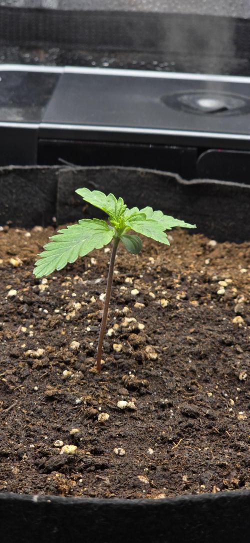 🔥3 Strains Chaos - Anesia Seeds grow. Week 1 - Imperium X Auto Day 6