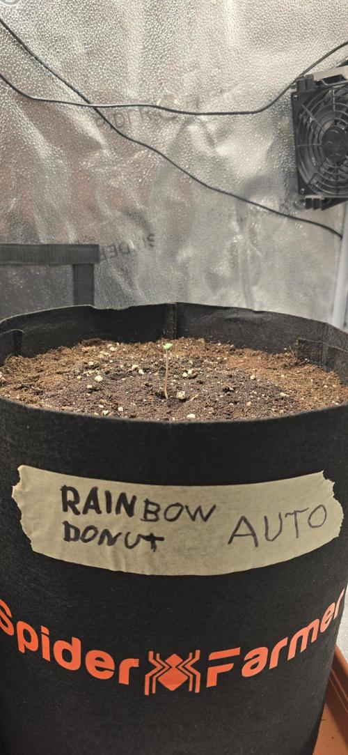 🔥3 Strains Chaos - Anesia Seeds grow. Week 1 - Rainbow Donut Auto