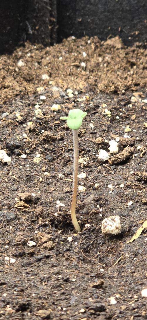 🔥3 Strains Chaos - Anesia Seeds grow. Week 1 - Rainbow Donut Auto Day 1