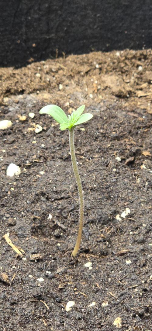 🔥3 Strains Chaos - Anesia Seeds grow. Week 1 - Rainbow Donut Auto Day 2