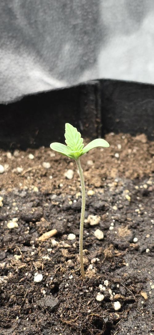🔥3 Strains Chaos - Anesia Seeds grow. Week 1 - Rainbow Donut Auto Day 3