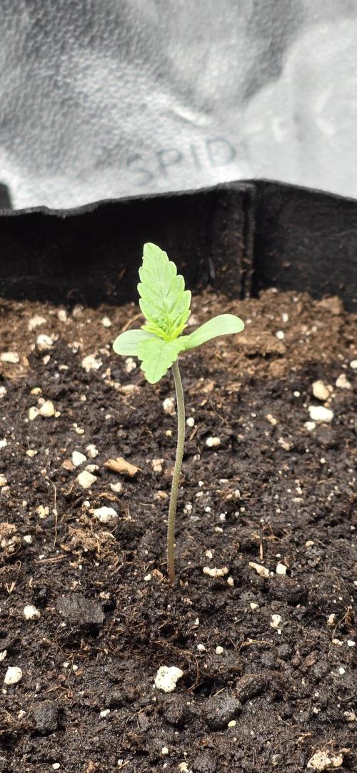 🔥3 Strains Chaos - Anesia Seeds grow. Week 1 - Rainbow Donut Auto Day 4