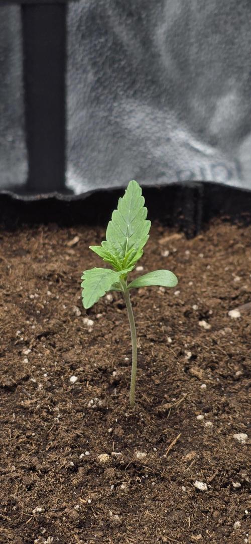 🔥3 Strains Chaos - Anesia Seeds grow. Week 1 - Rainbow Donut Auto Day 5