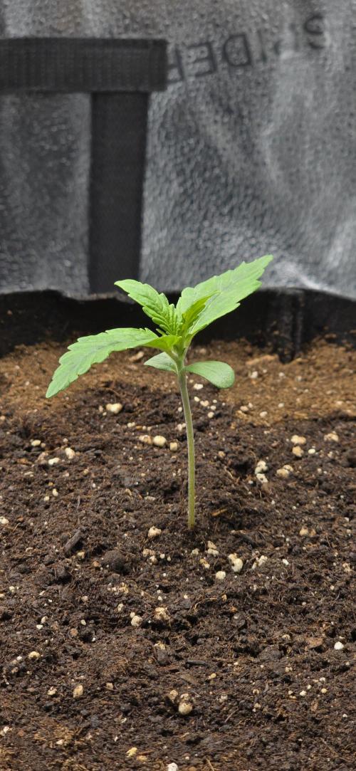 🔥3 Strains Chaos - Anesia Seeds grow. Week 1 - Rainbow Donut Auto Day 6