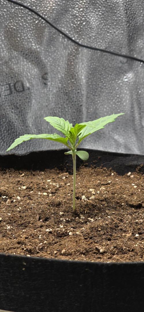 🔥3 Strains Chaos - Anesia Seeds grow. Week 1 - Rainbow Donut Auto Day 7