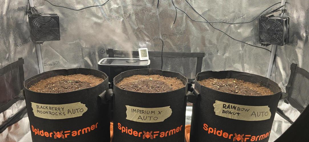 🔥3 Strains Chaos - Anesia Seeds grow. Week 1 - All 3 Day 1