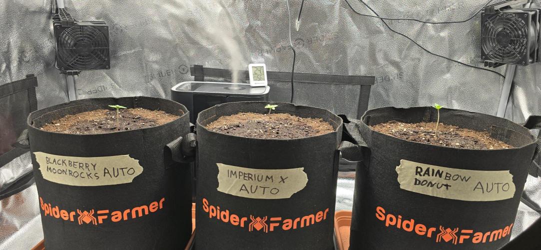 🔥3 Strains Chaos - Anesia Seeds grow. Week 1 - All 3 Day 3