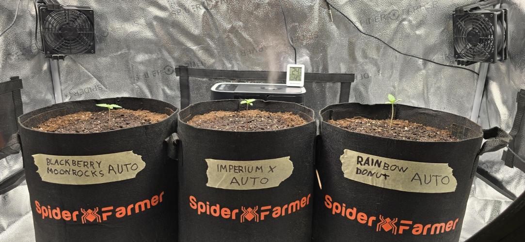 🔥3 Strains Chaos - Anesia Seeds grow. Week 1 - All 3 Day 4
