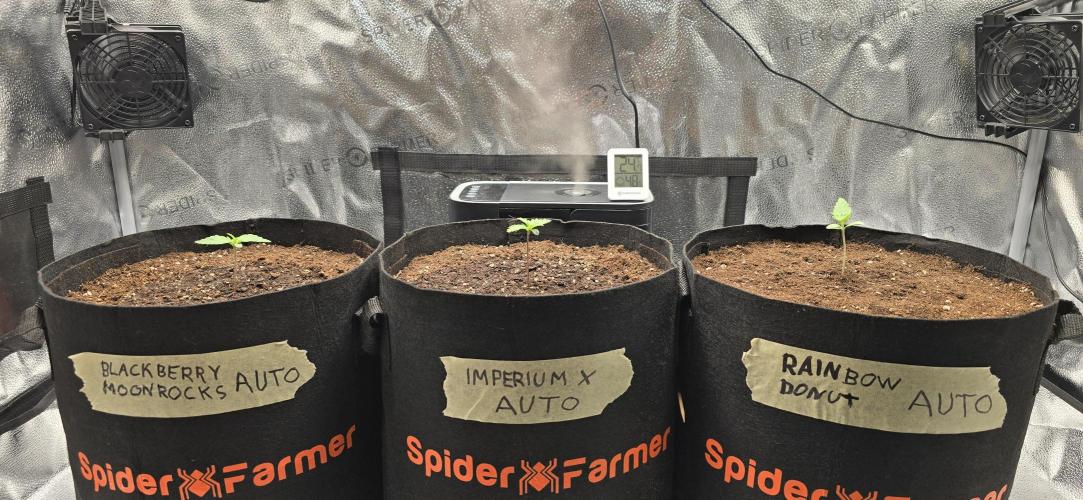 🔥3 Strains Chaos - Anesia Seeds grow. Week 1 - All 3 Day 5