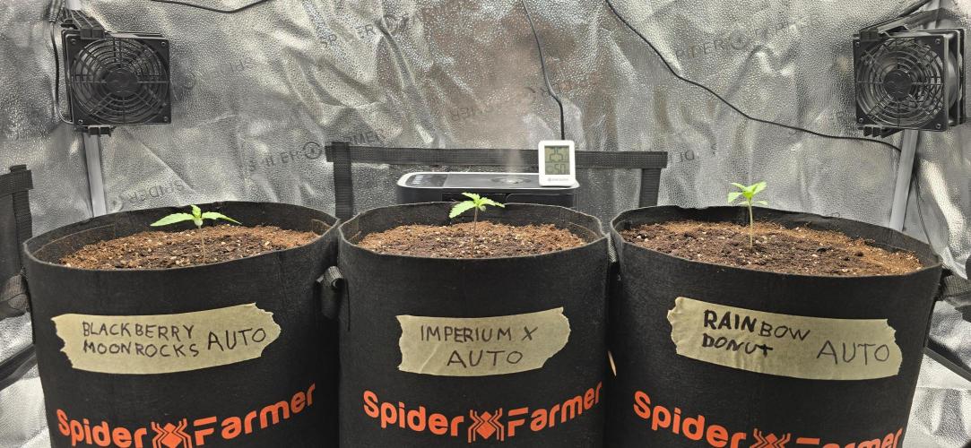 🔥3 Strains Chaos - Anesia Seeds grow. Week 1 - All 3 Day 6