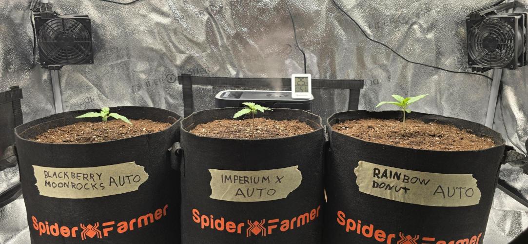 🔥3 Strains Chaos - Anesia Seeds grow. Week 1 - All 3 Day 7