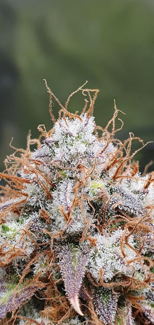 🍒First Growbox Grow Cherry Zoap Auto. Week 11