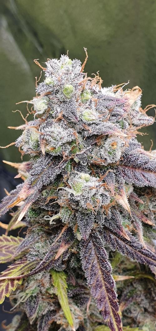 🍒First Growbox Grow Cherry Zoap Auto. Week 11 - this picture 😍