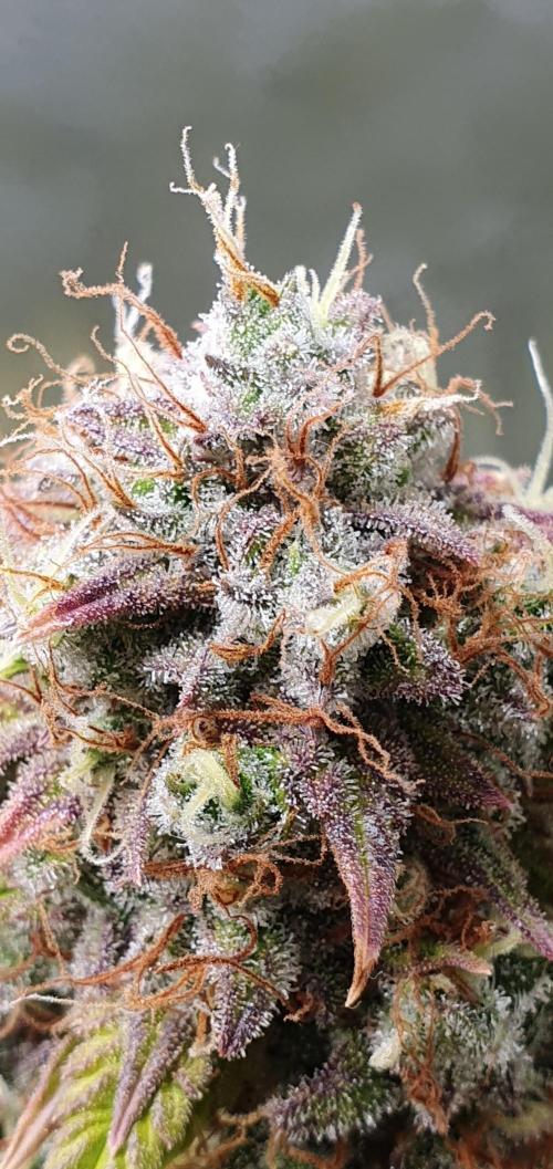 🍒First Growbox Grow Cherry Zoap Auto. Week 11