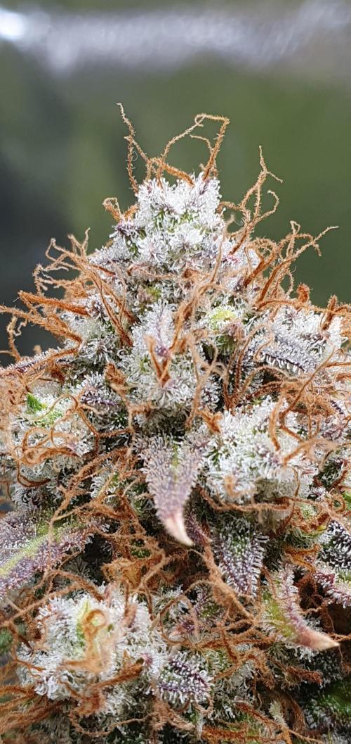 🍒First Growbox Grow Cherry Zoap Auto. Week 11