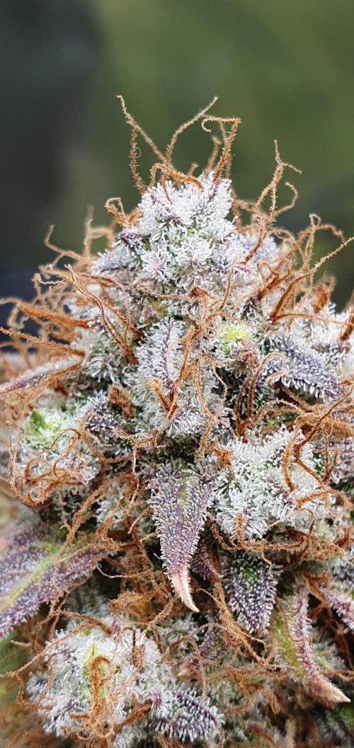 🍒First Growbox Grow Cherry Zoap Auto. Week 11