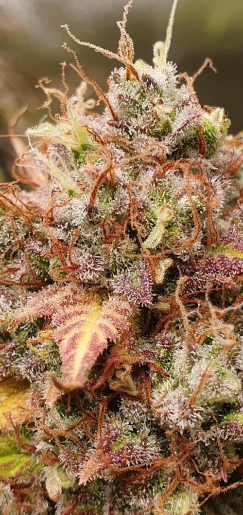 🍒First Growbox Grow Cherry Zoap Auto. Week 11
