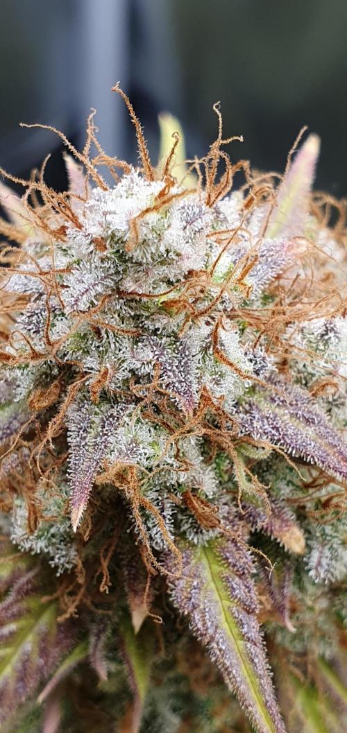 🍒First Growbox Grow Cherry Zoap Auto. Week 11
