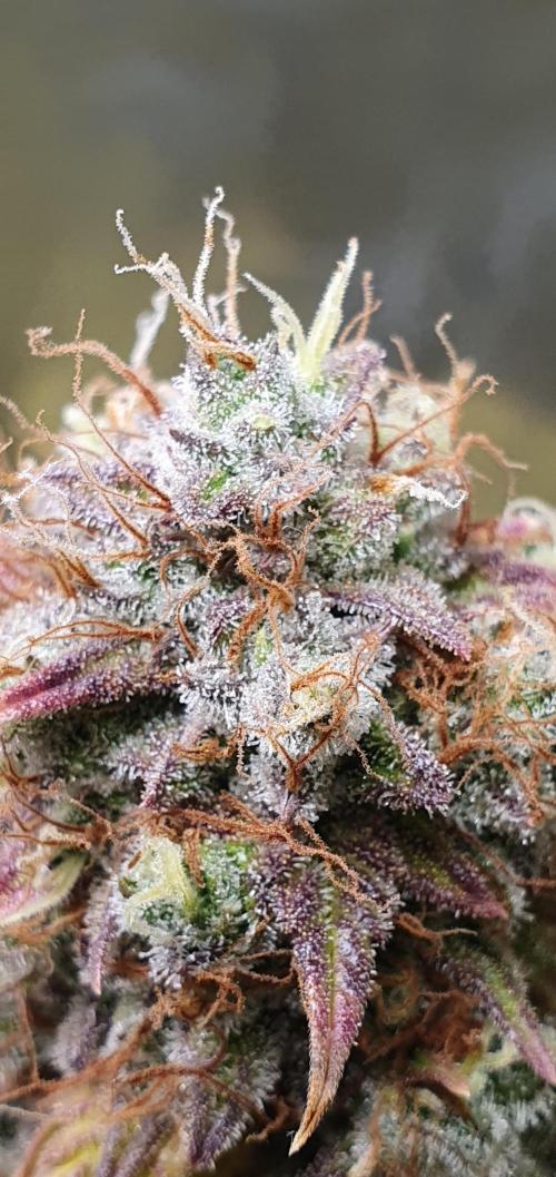 🍒First Growbox Grow Cherry Zoap Auto. Week 11