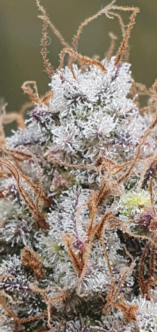 🍒First Growbox Grow Cherry Zoap Auto. Week 12 - almost there and ready