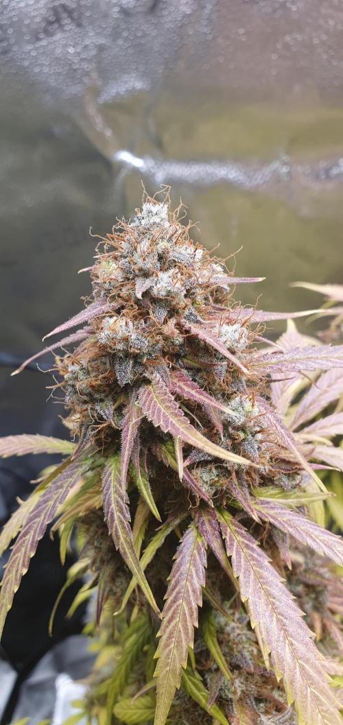 🍒First Growbox Grow Cherry Zoap Auto. Week 12