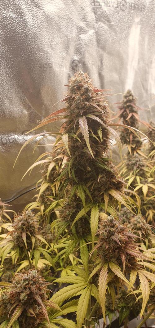 🍒First Growbox Grow Cherry Zoap Auto. Week 12