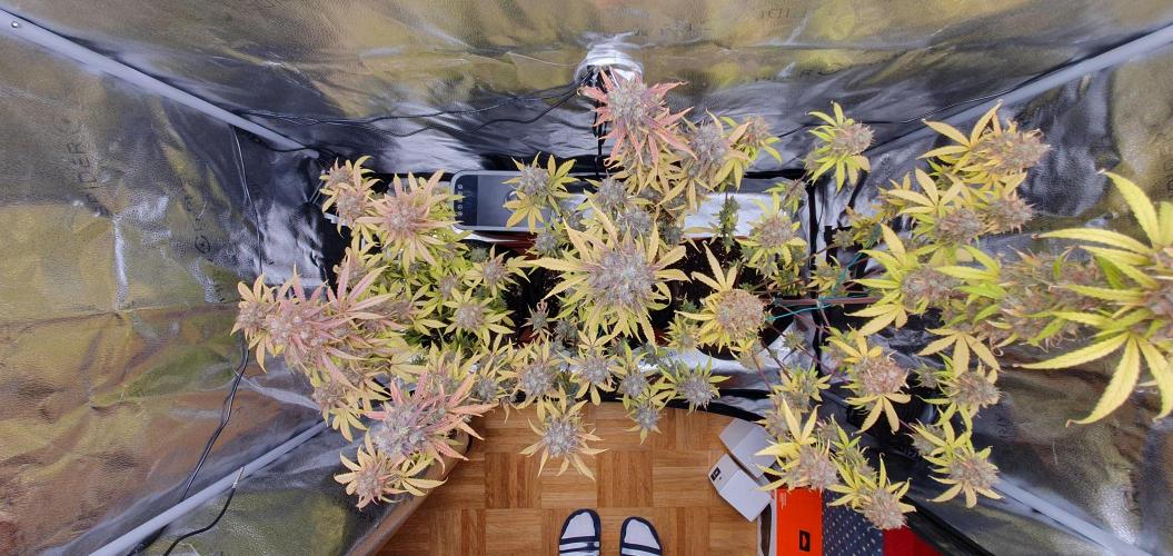 🍒First Growbox Grow Cherry Zoap Auto. Week 12