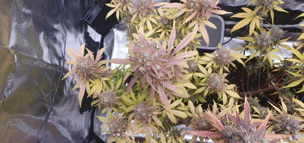 🍒First Growbox Grow Cherry Zoap Auto. Week 12