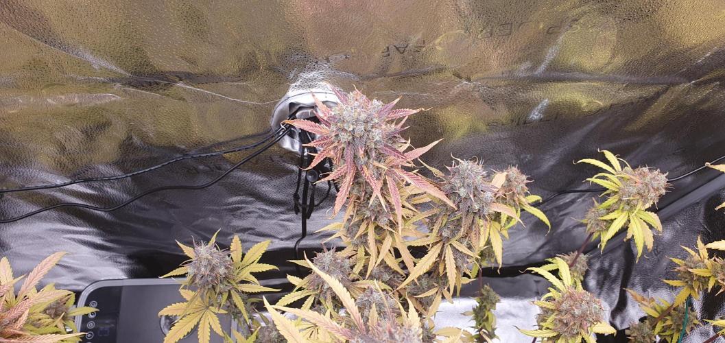 🍒First Growbox Grow Cherry Zoap Auto. Week 12 - colors 🙌