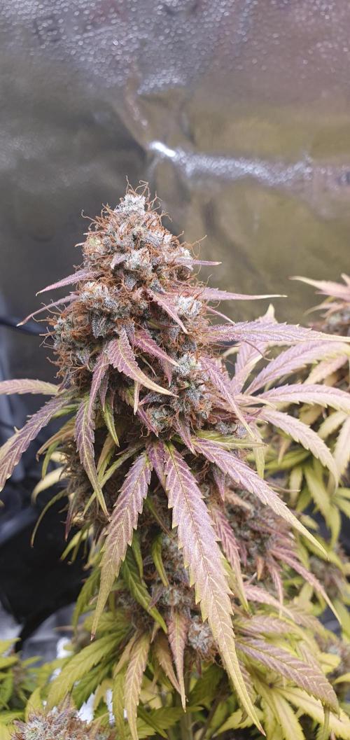🍒First Growbox Grow Cherry Zoap Auto. Week 12