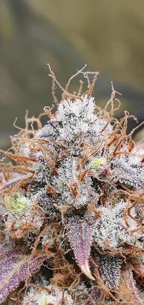 🍒First Growbox Grow Cherry Zoap Auto. Week 12