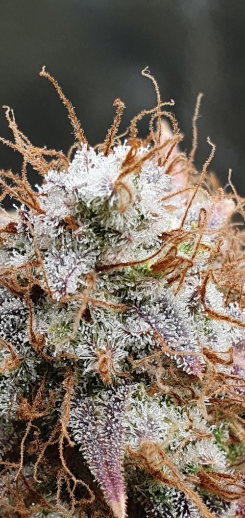 🍒First Growbox Grow Cherry Zoap Auto. Week 12