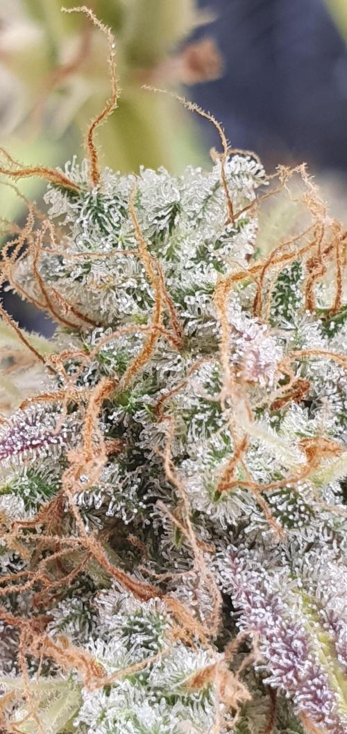🍒First Growbox Grow Cherry Zoap Auto. Week 12