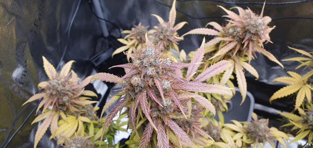🍒First Growbox Grow Cherry Zoap Auto. Week 12