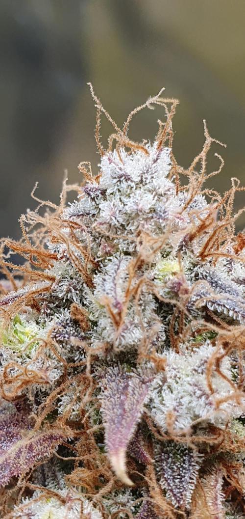 🍒First Growbox Grow Cherry Zoap Auto. Week 12