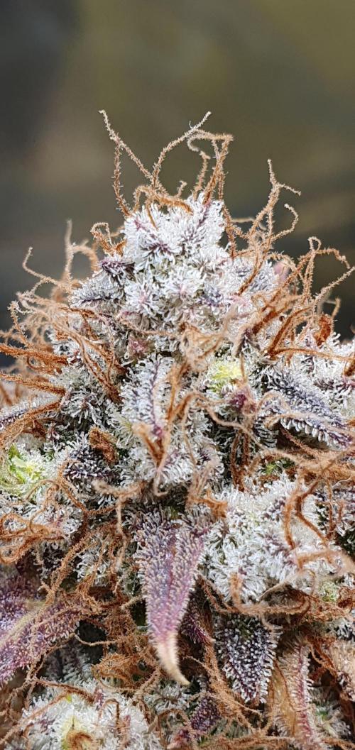 🍒First Growbox Grow Cherry Zoap Auto. Week 12