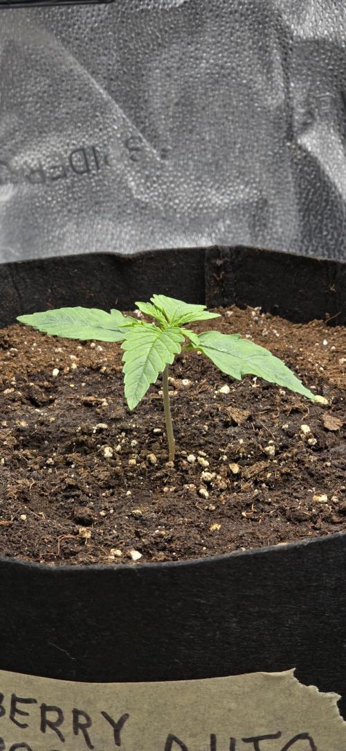 🔥3 Strains Chaos - Anesia Seeds grow. Week 2 - Blackberry Moonrocks Day 8