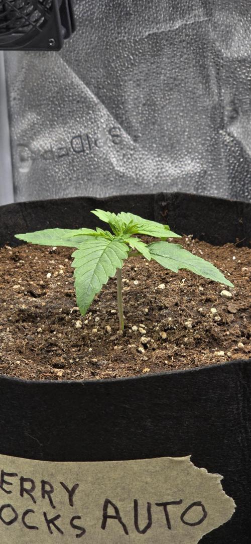 🔥3 Strains Chaos - Anesia Seeds grow. Week 2 - Blackberry Moonrocks Day 9