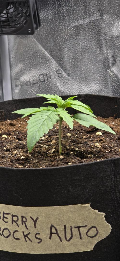 🔥3 Strains Chaos - Anesia Seeds grow. Week 2 - Blackberry Moonrocks Day 10