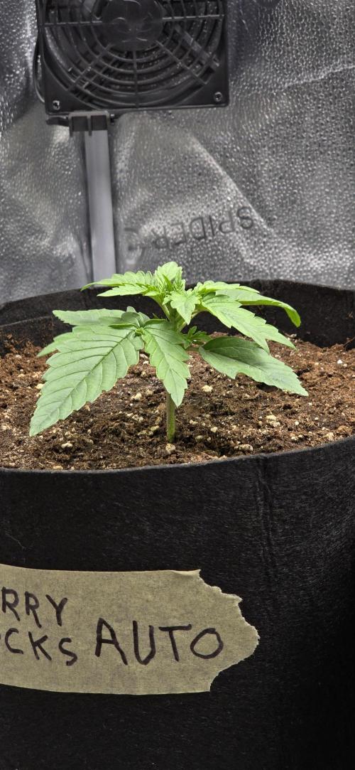 🔥3 Strains Chaos - Anesia Seeds grow. Week 2 - Blackberry Moonrocks Day 11
