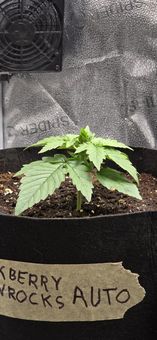 🔥3 Strains Chaos - Anesia Seeds grow. Week 2 - Blackberry Moonrocks Day 12