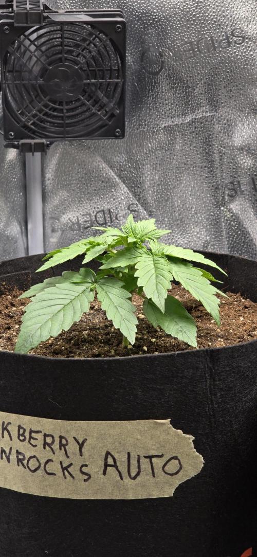 🔥3 Strains Chaos - Anesia Seeds grow. Week 2 - Blackberry Moonrocks Day 13