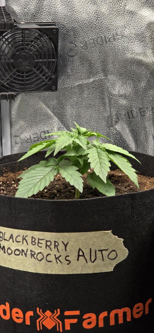 🔥3 Strains Chaos - Anesia Seeds grow. Week 2 - Blackberry Moonrocks Day 14