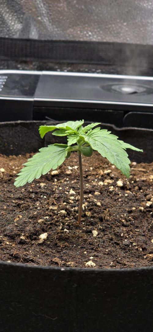 🔥3 Strains Chaos - Anesia Seeds grow. Week 2 - Imperium X Day 8