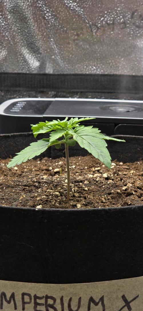 🔥3 Strains Chaos - Anesia Seeds grow. Week 2 - Imperium X Day 9