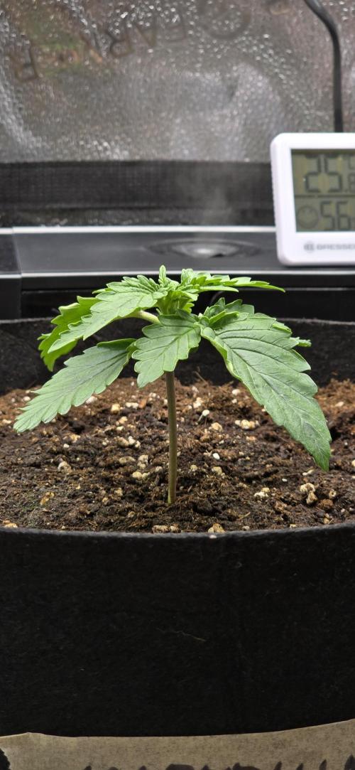 🔥3 Strains Chaos - Anesia Seeds grow. Week 2 - Imperium X Day 10